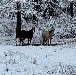 Meet your Posher, Ella